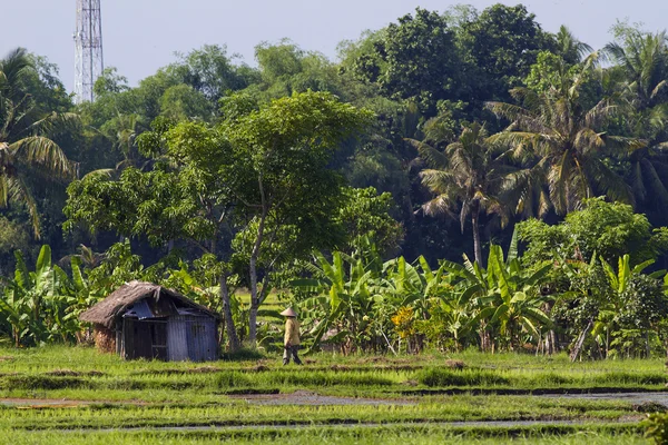 Rice Planting — Stock Photo, Image