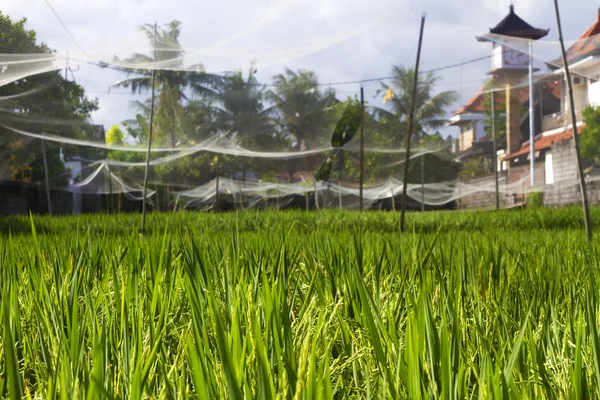 Rice Planting — Stock Photo, Image