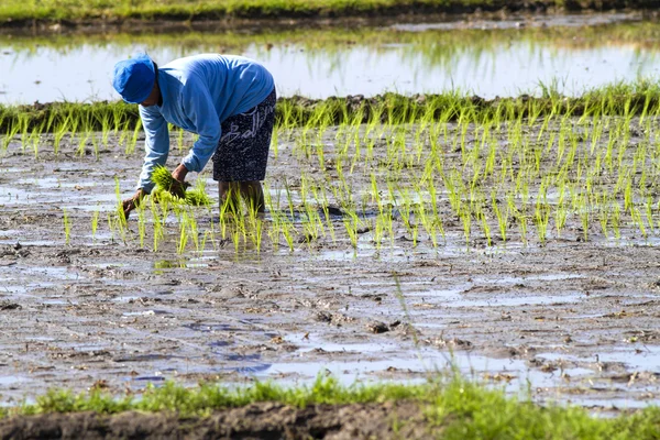 Rice Planting — Stock Photo, Image