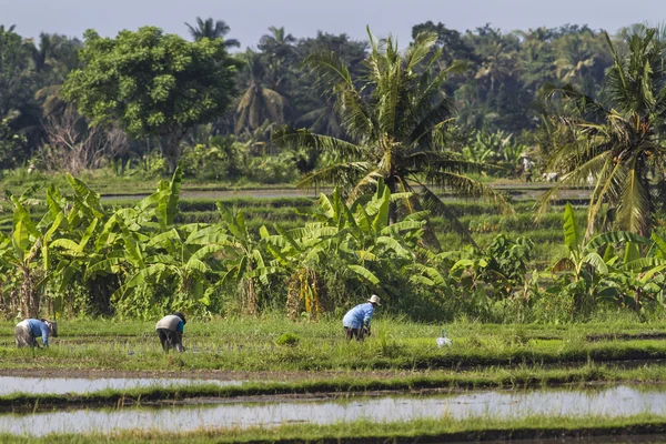 Rice Planting — Stock Photo, Image