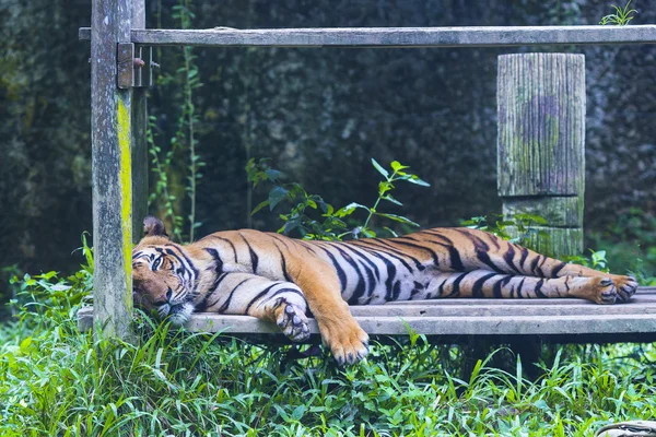 Tigre asiático . — Foto de Stock