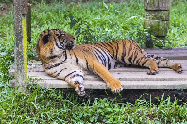 Asiatisk tiger. — Stockfoto