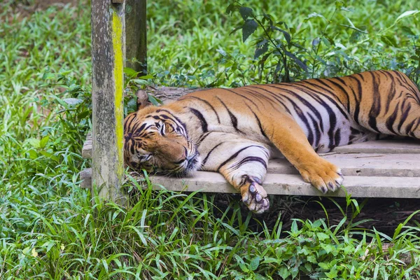 Asiatisk tiger. — Stockfoto