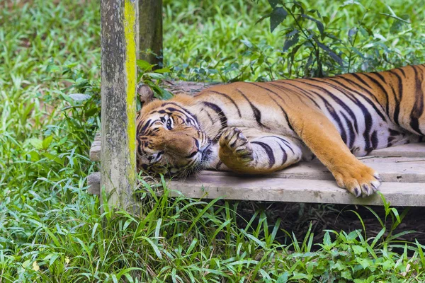 Asiatisk tiger. — Stockfoto