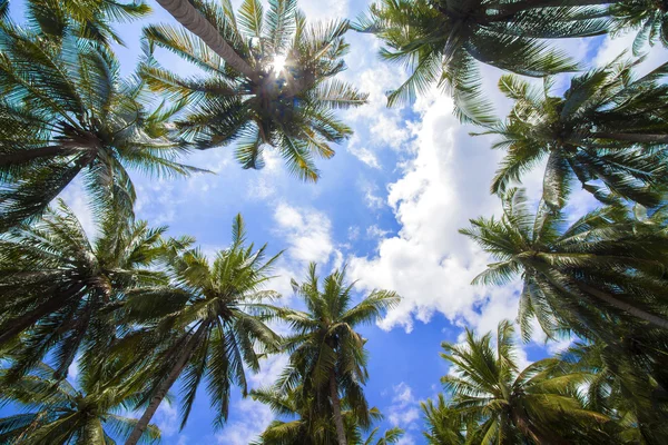 Palme tropicali. — Foto Stock