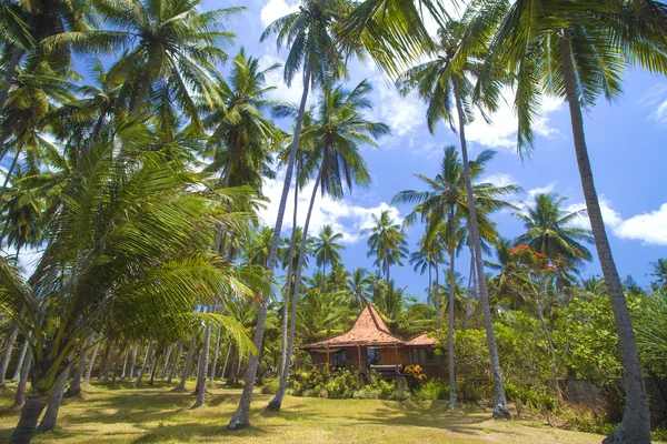Тропические пальмы. Лицензионные Стоковые Изображения