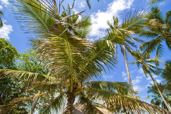 Tropické palmy. — Stock fotografie