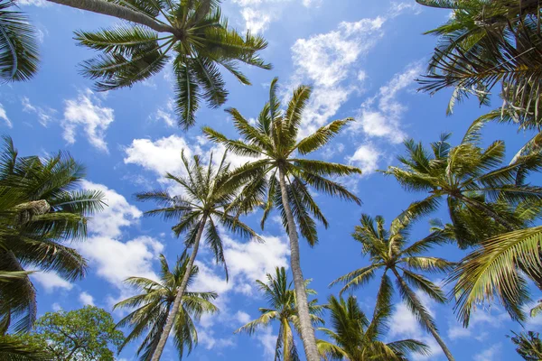 Palme tropicali. — Foto Stock