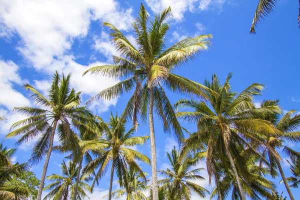 Palme tropicali. — Foto Stock