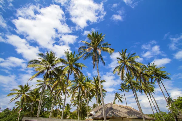 Palme tropicali. — Foto Stock