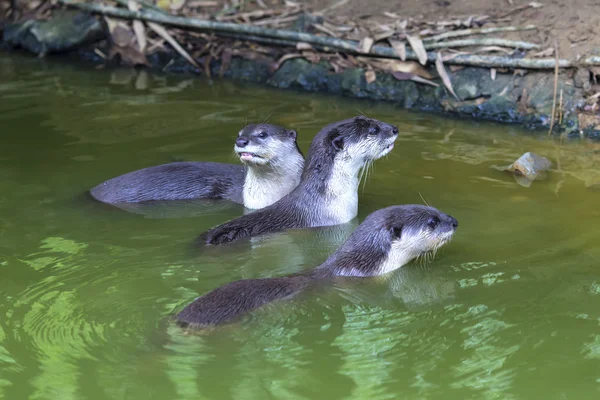 Kurioser Flussotter — Stockfoto