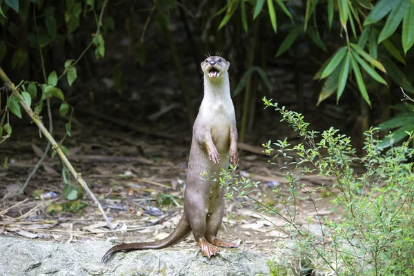 Curieux loutre de rivière — Photo