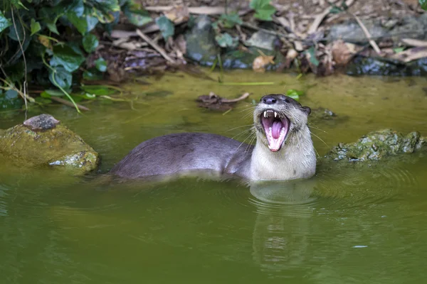 Nieuwsgierig rivier-Otter — Stockfoto