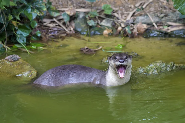 Lontra curiosa rio — Fotografia de Stock