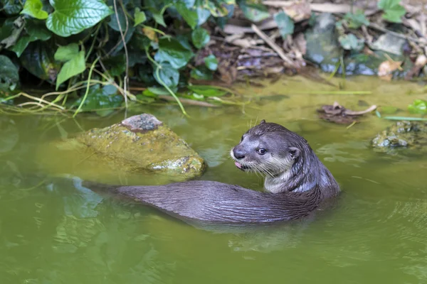 Kurioser Flussotter — Stockfoto