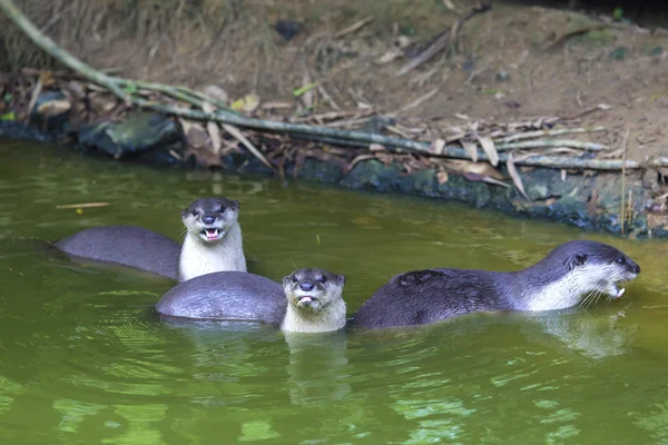 Nieuwsgierig rivier-Otter — Stockfoto