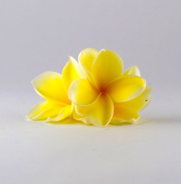 Frangipani çiçek