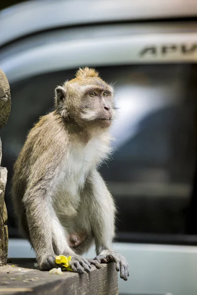 Aap bij Monkey Forest — Stockfoto