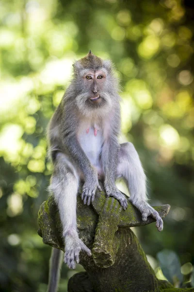 Małpa at Monkey Forest — Zdjęcie stockowe