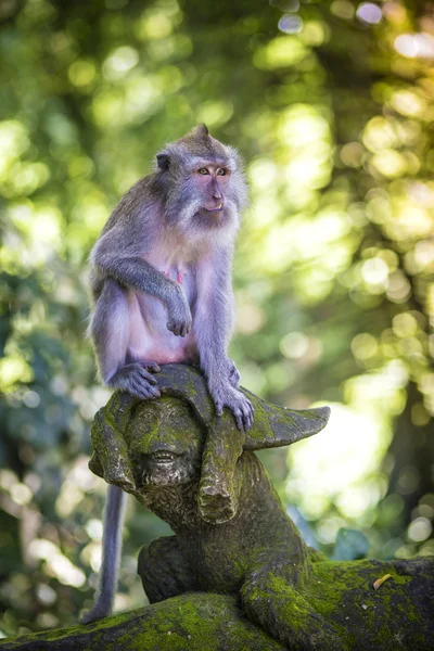 Małpa at Monkey Forest — Zdjęcie stockowe