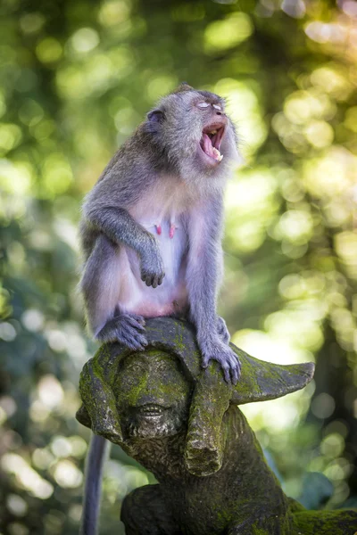 Singe à la forêt de singes — Photo