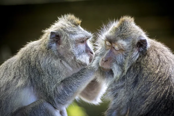 Singe à la forêt de singes — Photo