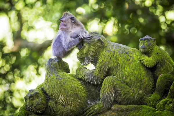 Singe à la forêt de singes — Photo