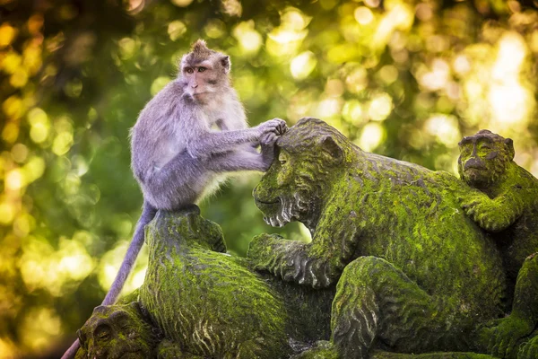 माकडी जंगलात माकडी — स्टॉक फोटो, इमेज