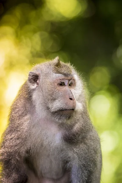 Обезьяна в обезьяньем лесу — стоковое фото