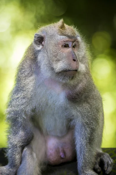 Singe à la forêt de singes — Photo