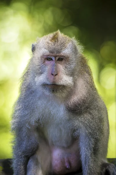 Scimmia nella foresta delle scimmie — Foto Stock