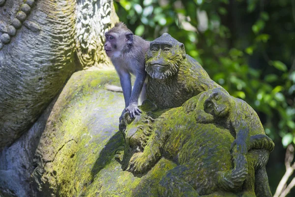 Monkey at Monkey Forest — Stock Photo, Image