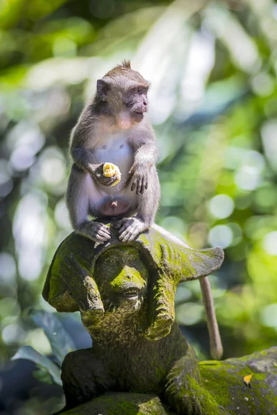 Aap bij Monkey Forest — Stockfoto