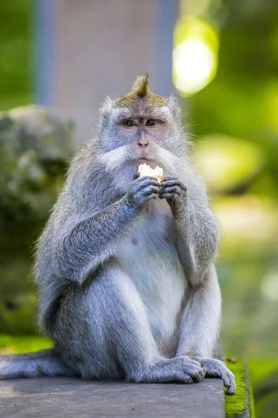 Małpa at Monkey Forest — Zdjęcie stockowe