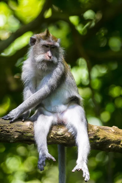 Aap bij Monkey Forest — Stockfoto