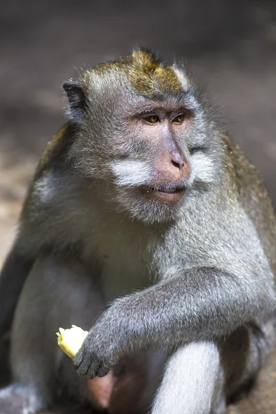 Scimmia nella foresta delle scimmie — Foto Stock