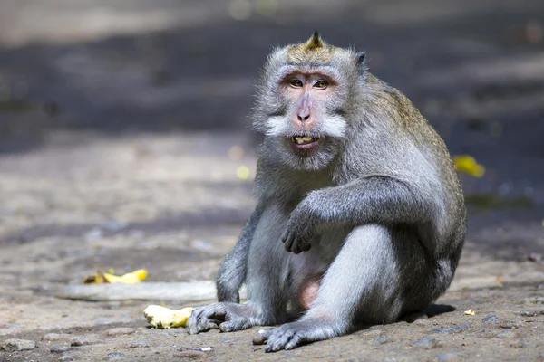 माकडी जंगलात माकडी — स्टॉक फोटो, इमेज