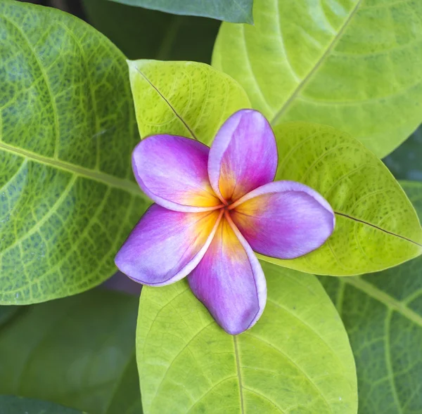 Röd frangipani — Stockfoto