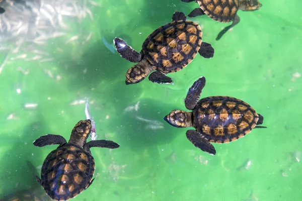 Baby green turtles. — Stock Photo, Image