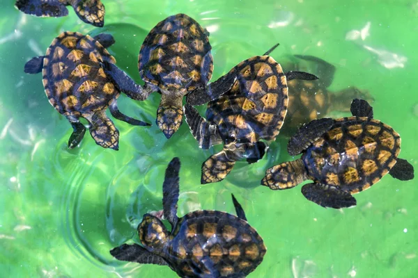 Baby green turtles. — Stock Photo, Image