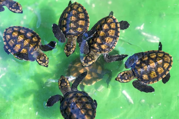 Baby green turtles. — Stock Photo, Image