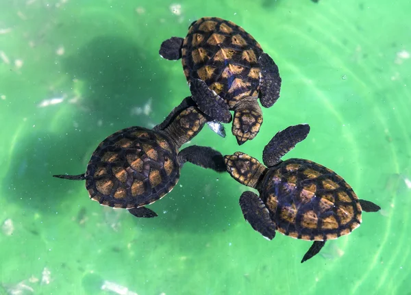 Baby green turtles. — Stock Photo, Image