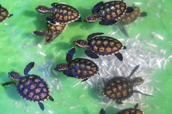 Baby green turtles. — Stock Photo, Image