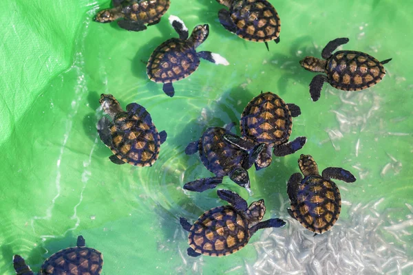 Baby green turtles. — Stock Photo, Image