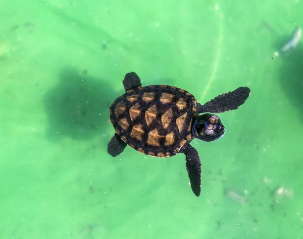 Baby green turtle. — Stock Photo, Image