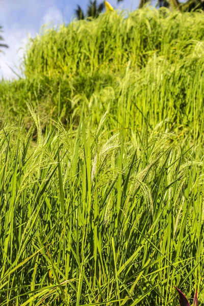 Ris fält, bali, Indonesien — Stockfoto