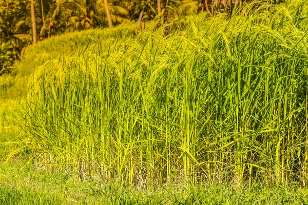 Ris fält, bali, Indonesien — Stockfoto