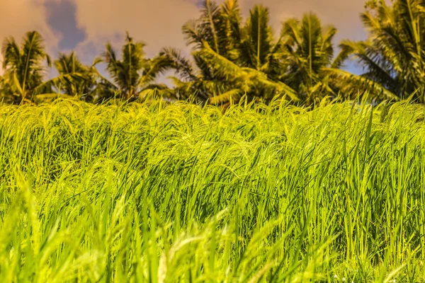 Ris fält, bali, Indonesien — Stockfoto