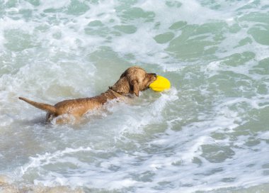 Genç golden retriever