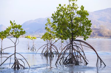 tropik mangrov ağaçlar